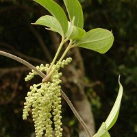 Dioscorea pentaphylla L.